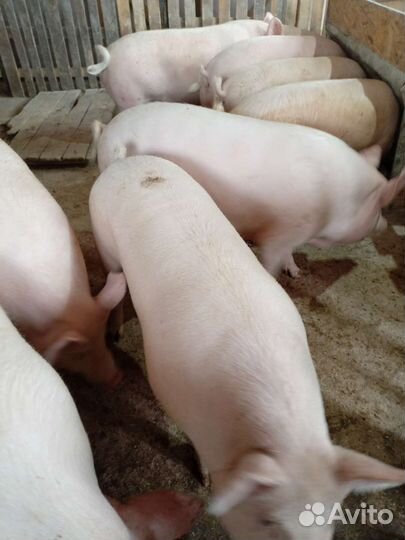 Мясо домашней свинины