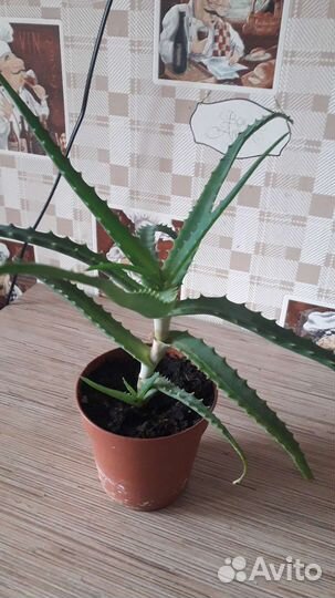 Комнатные цветы