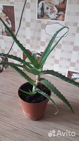 Комнатные цветы