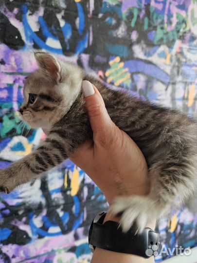 Шотландские котята скотиш страйт