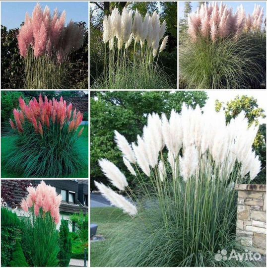 Семена кортадерии,Молинии,Синеголовника,Сорго