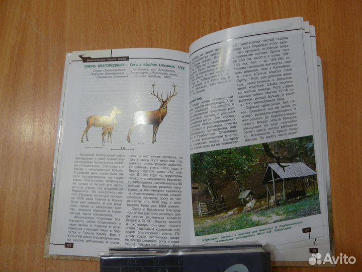 Млекопитающие горного Крыма