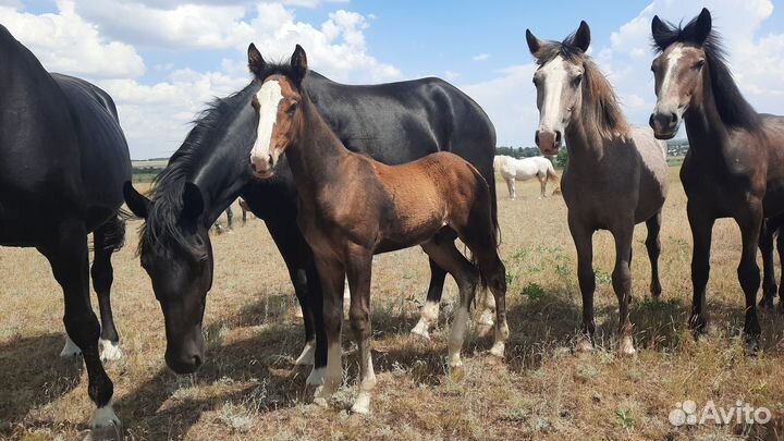 Продажа лошадей