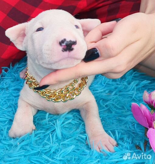 Стандартные девочки бультерьера, доставка