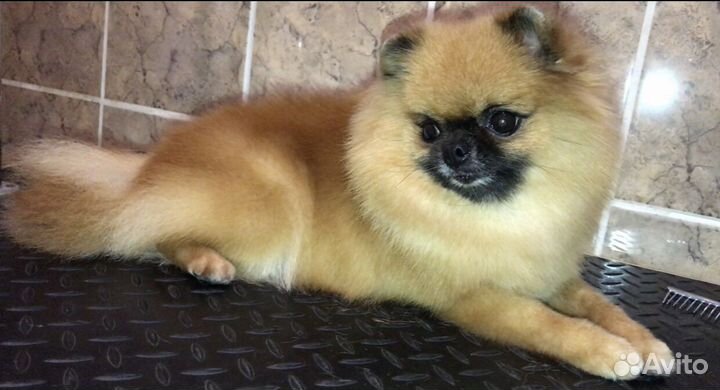 Груминг шпицев, экспресс-линька собак и кошек