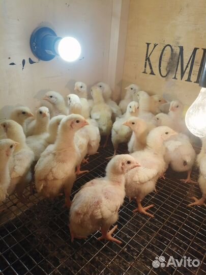 Птицы домашние куры