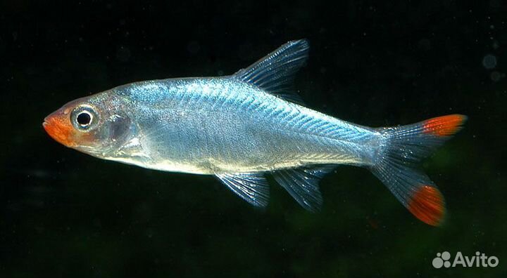 Расбора Савбва или Красноносая расбора (Sawbwa re