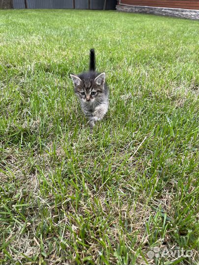 Котенок в добрые руки