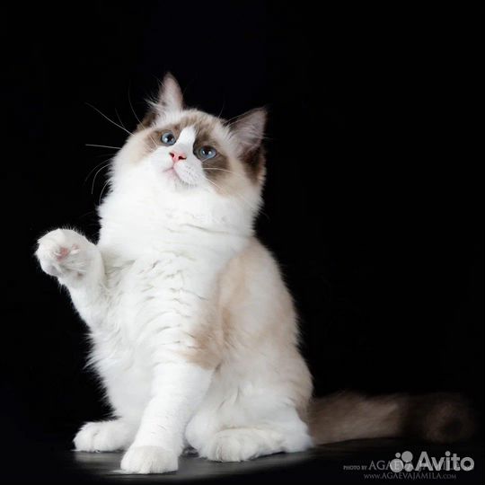 Utrecht, seal bicolor ragdoll
