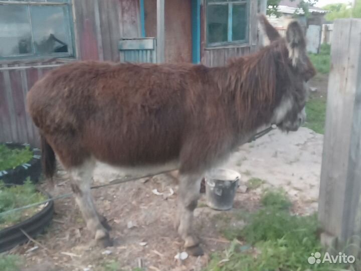 Продам осла