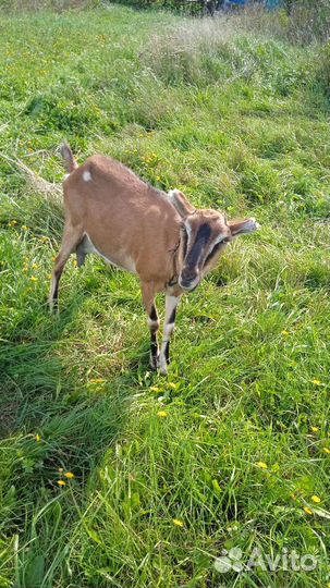 Телята, козы