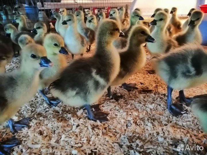 Гусята оптом