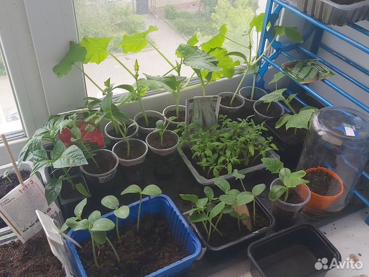 Рассада помидор огурцов перца кабачков