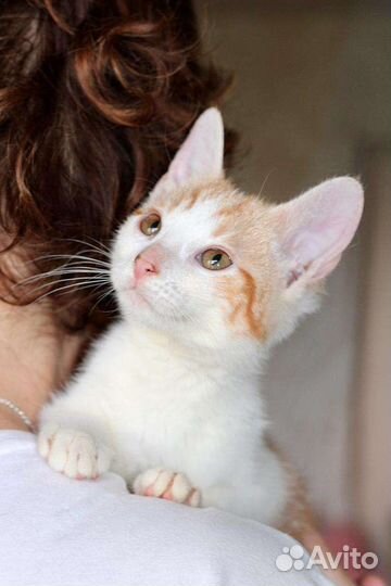 Рыжие котята