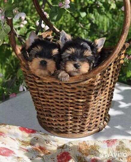 Летние лучики