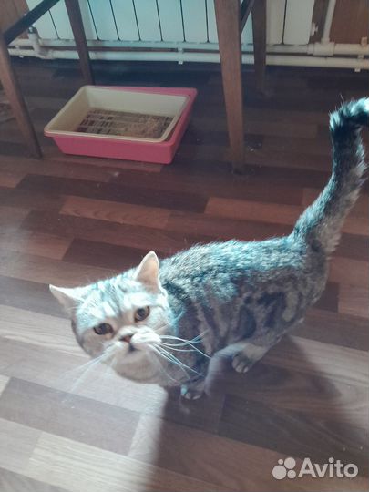 Шотландская прямоухая кошка