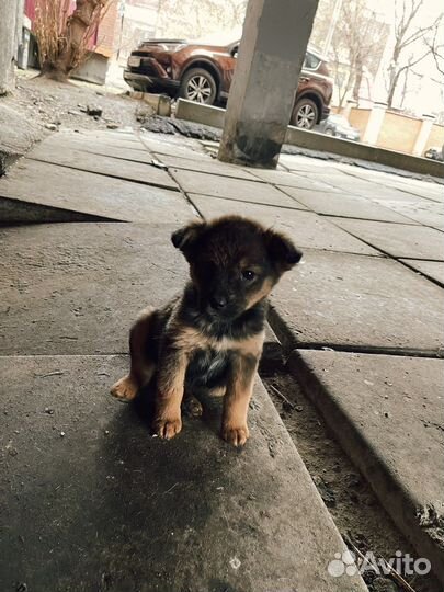 Щенки дворняжки