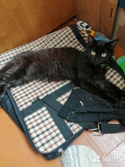 Красавица Маргоша ищет Дом