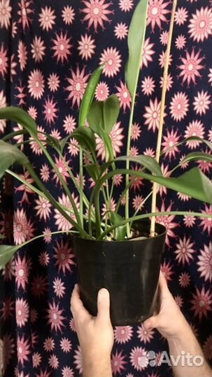 Гибискус сортовой дерево и Женское счастье