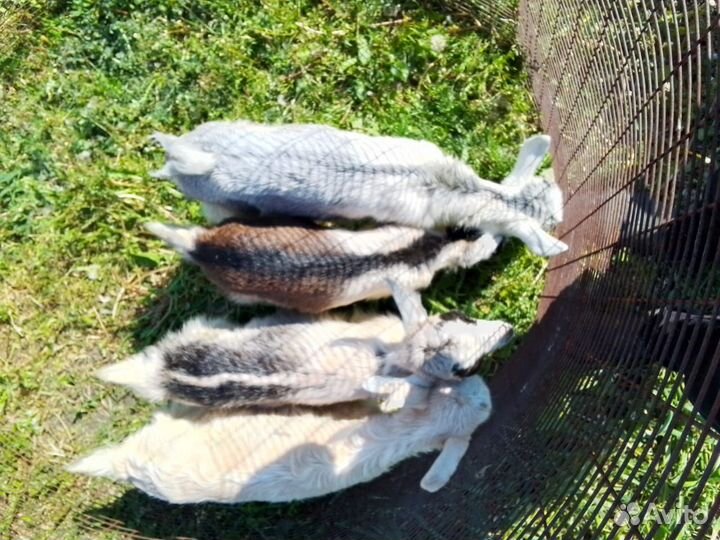 Козлик Ламанча