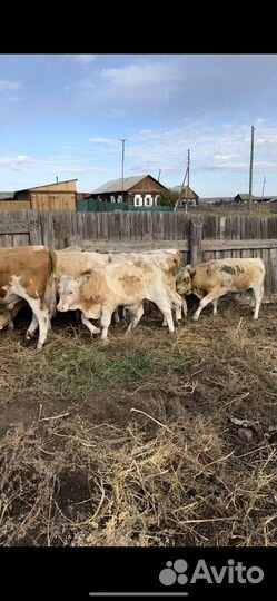 Бычки на откорм симменталы мясного направления