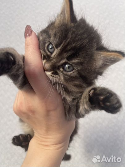Котятки Чаузи