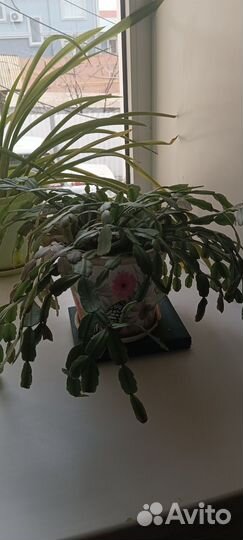 Комнатные цветы бесплатно