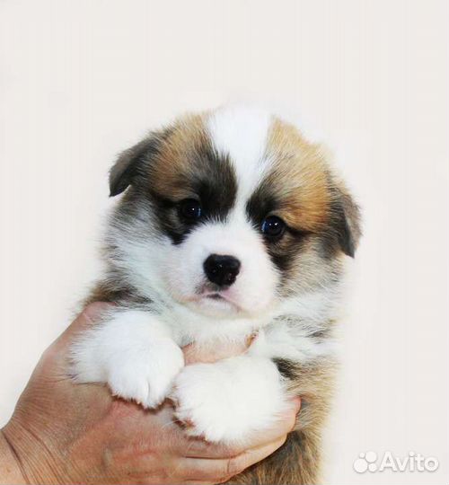 Щенки Вельш Корги Пемброка