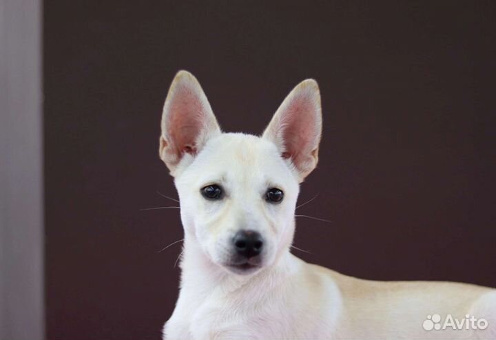 Белый щенок