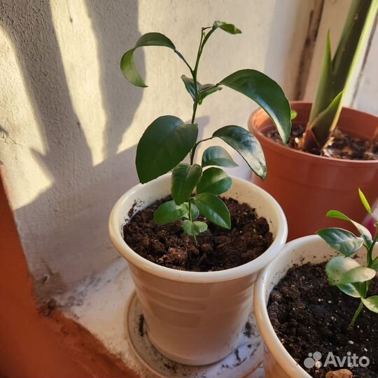 Лимон узбекский,росток