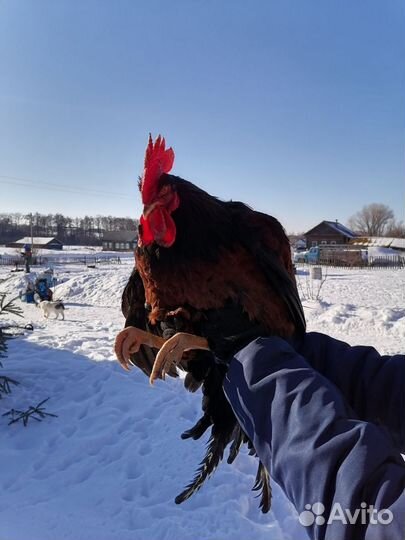 Молодые петухи