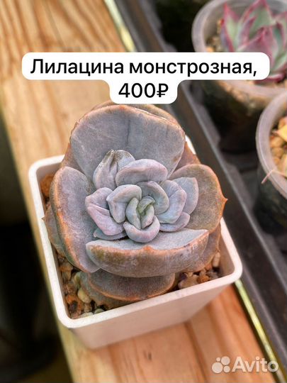 Суккуленты