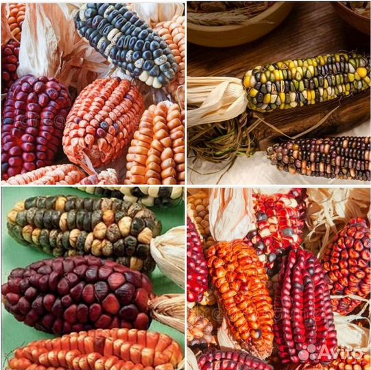 Семена необычной Кукурузы