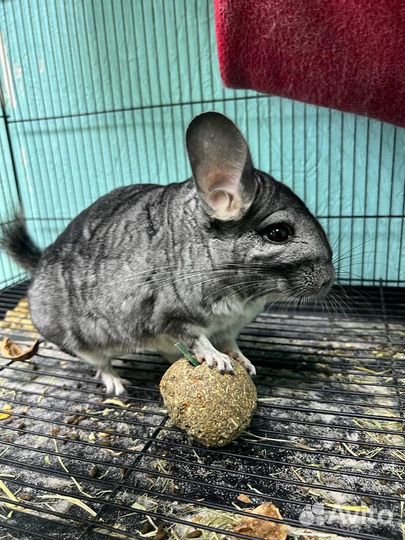 Умная продлёнка