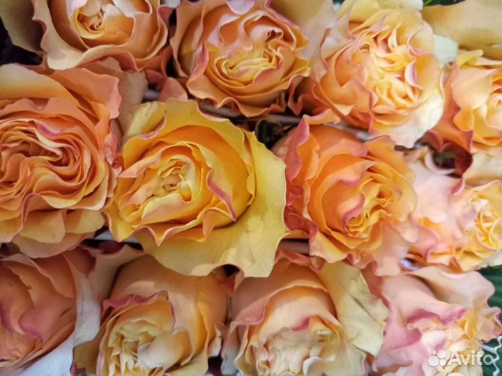 Роза Эквадор