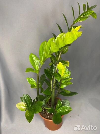 Комнатные цветы