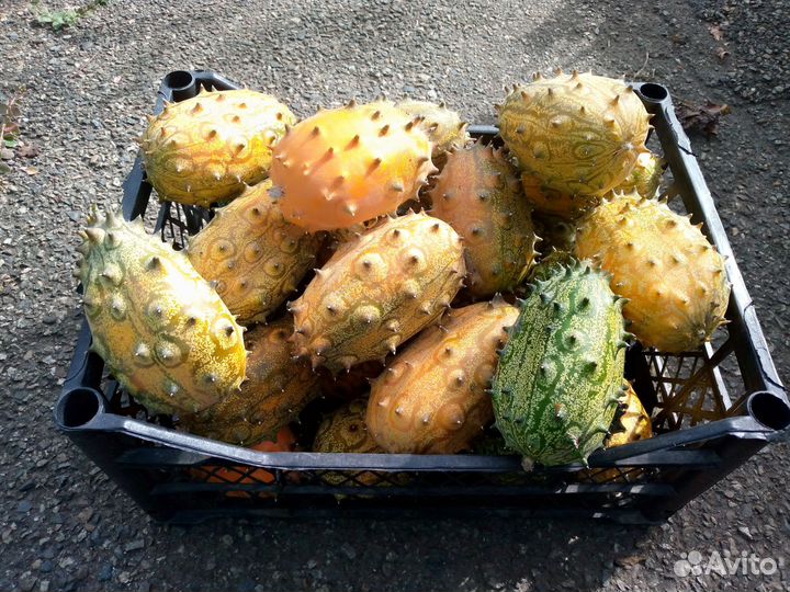 Кивано Семена