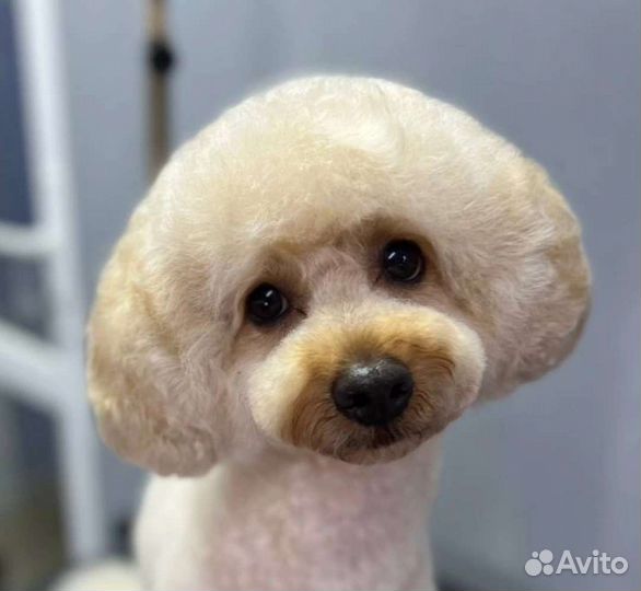 Красивая стрижка собак и кошек