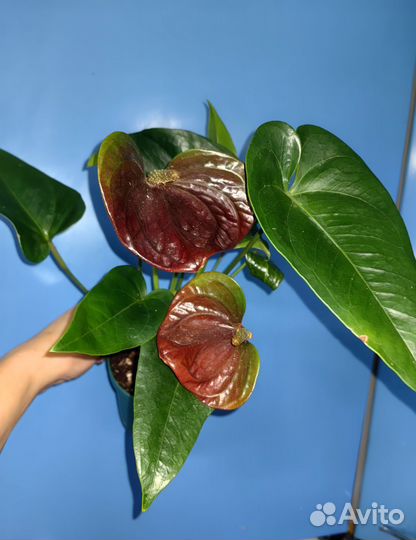 Антуриум Эссенция