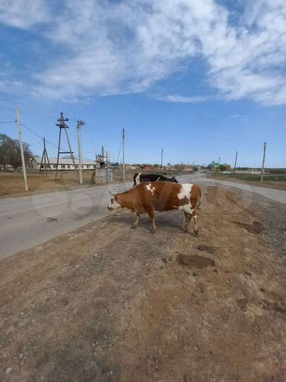 Участок 6 сот. (ИЖС)