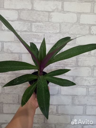 Традесканция рео