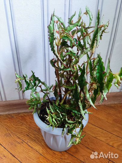 Бегония amphioxus