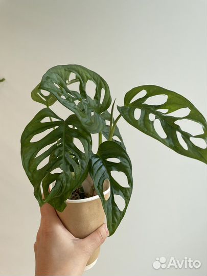 Монстеры и филодендроны