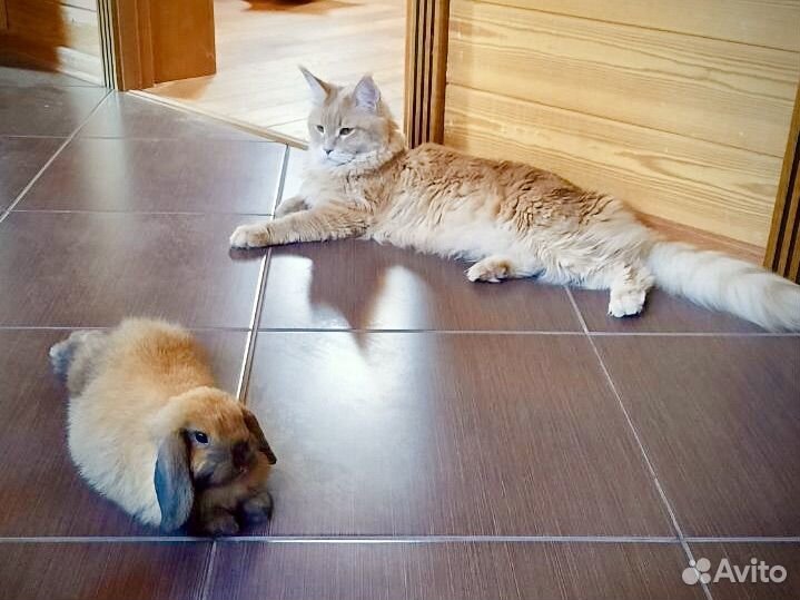 Декоративный кролик минилоп + вольер большой