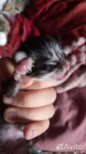 Продам котят От породистой кошки