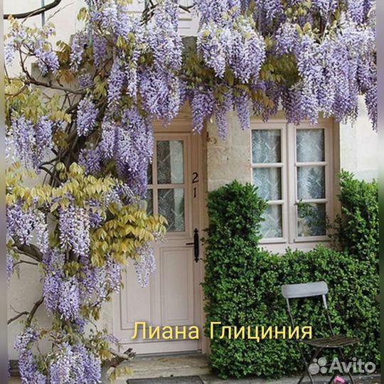 Глициния, горец, Виноградовник,клематис,жимолость