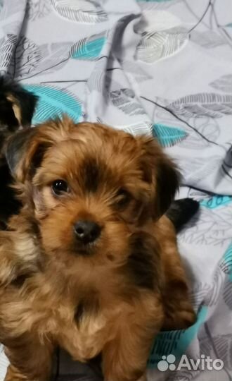 Йоркширский терьер