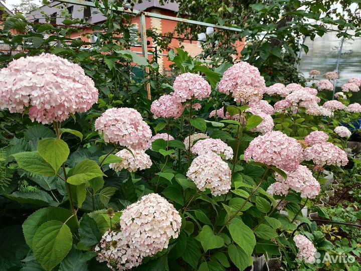 Гортензия саженцы Кандибелле баблгам древовидная