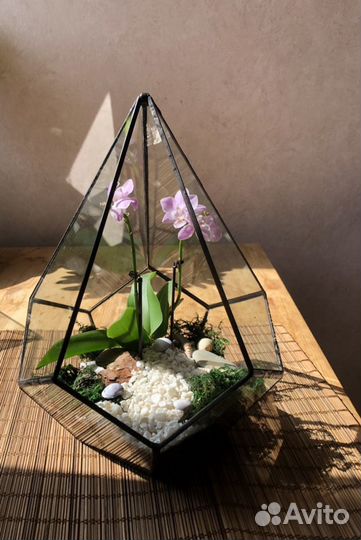 Комнатное растение. Подарок. Орхидея. Флорариум