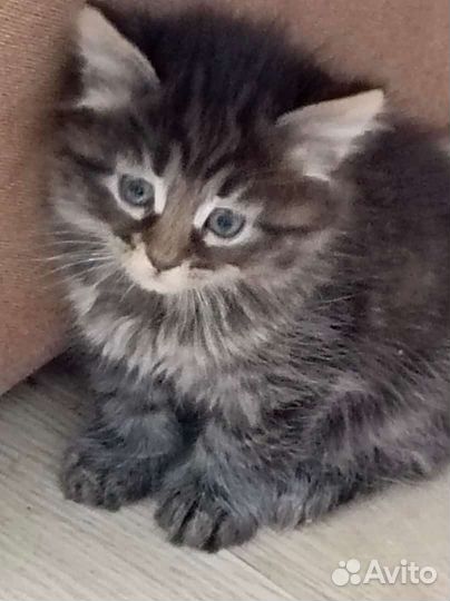 Сибирская кошка